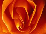 Oranžová ruža